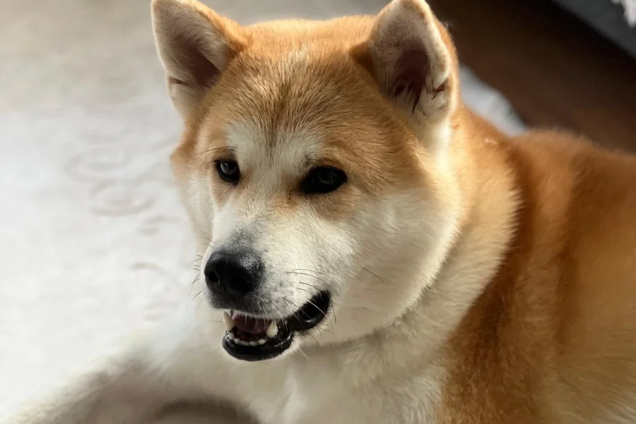 Akita İnu Sahiplendirme 6