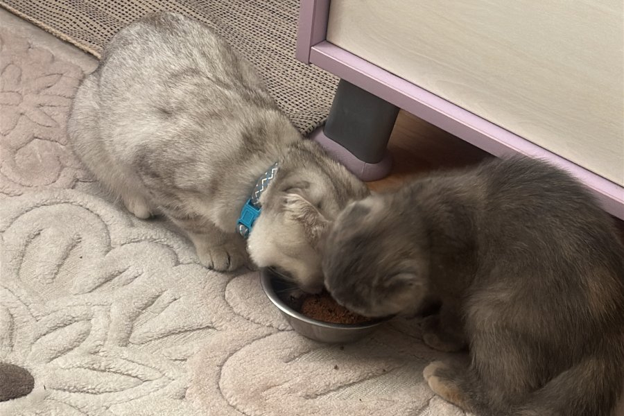 Kedi yoda 4