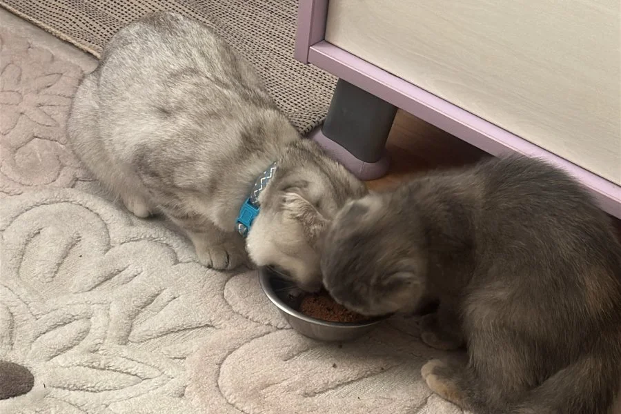 Kedi yoda 4