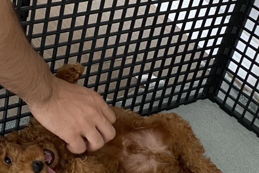 Toy poodle 4
