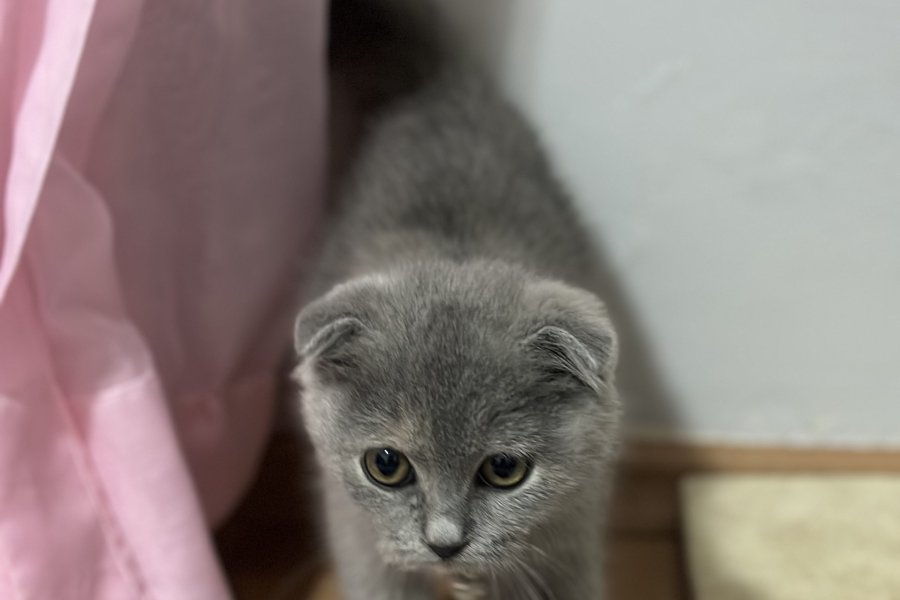 Kedi yoda 2