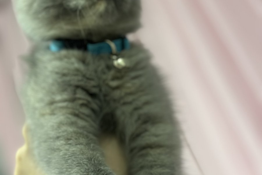 Kedi yoda 3