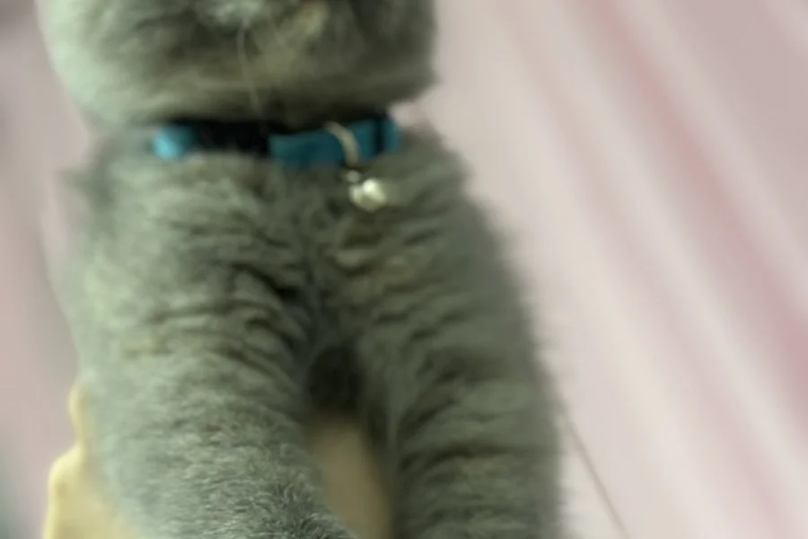 Kedi yoda 3