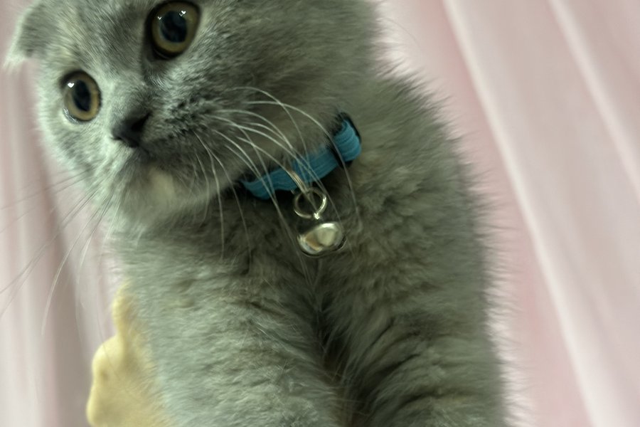 Kedi yoda 1