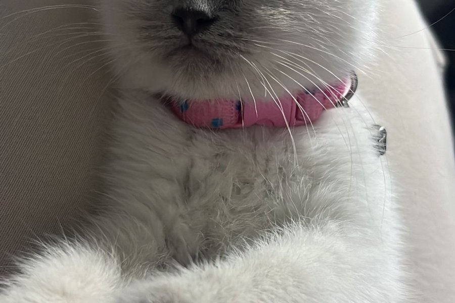 2 aylık british dişi kedi 3