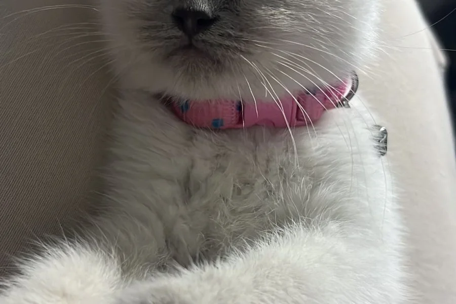 2 aylık british dişi kedi 3