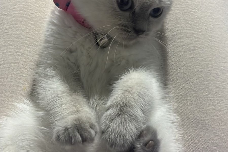 2 aylık british dişi kedi 2