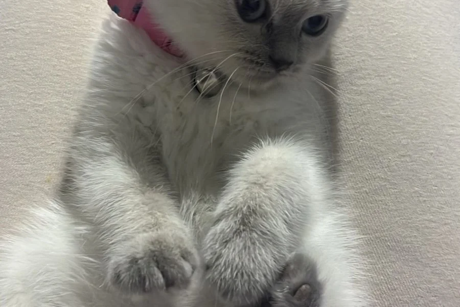 2 aylık british dişi kedi 2