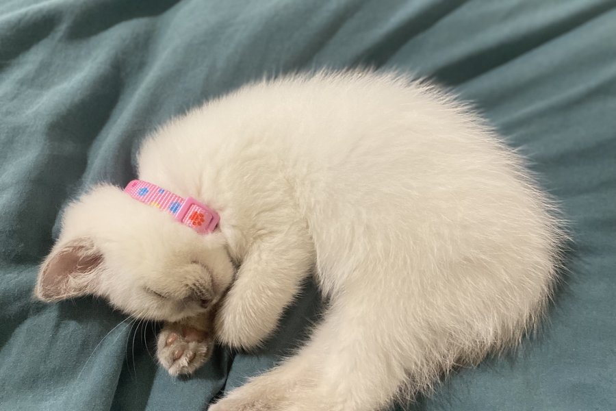 2 aylık british dişi kedi 1