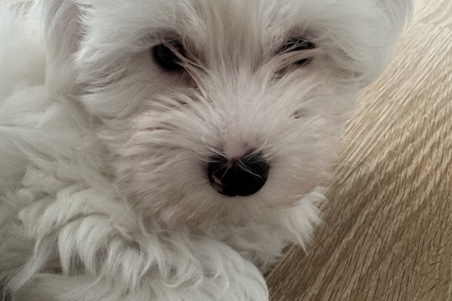 0 numara Maltese terrier 1