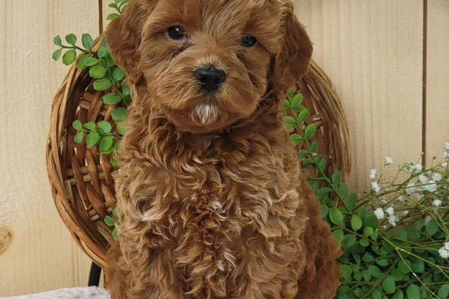 TOY POODLE SEVİMLİ YAVRULAR 2