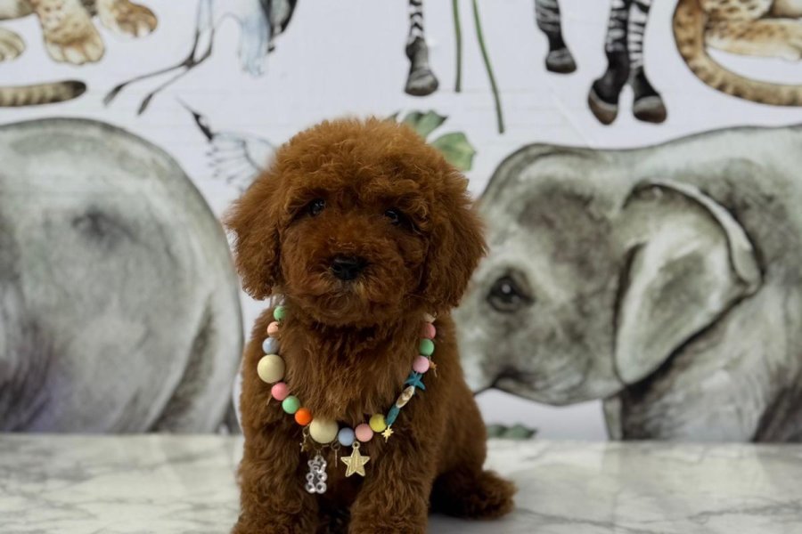 TOY POODLE SEVİMLİ YAVRULAR 1
