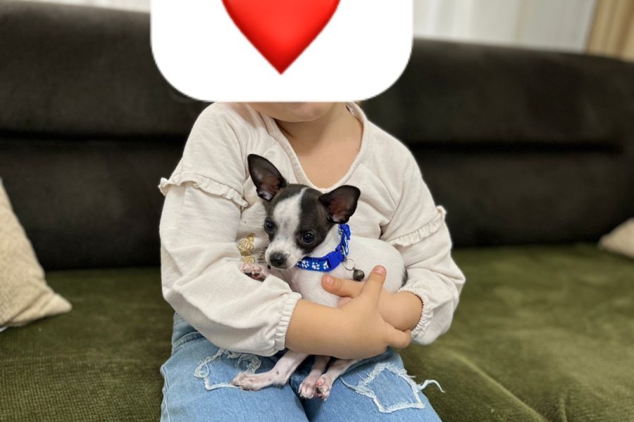 Sevimli Chihuahua Yavrumuz Yuva Arıyor 3