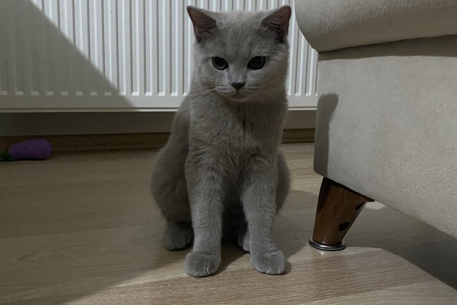 5 aylık british shorthair oğlumuz sahiplendirilecektir 3