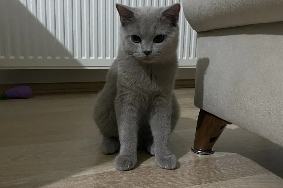 5 aylık british shorthair oğlumuz sahiplendirilecektir 3