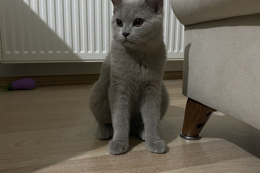 5 aylık british shorthair oğlumuz sahiplendirilecektir 2