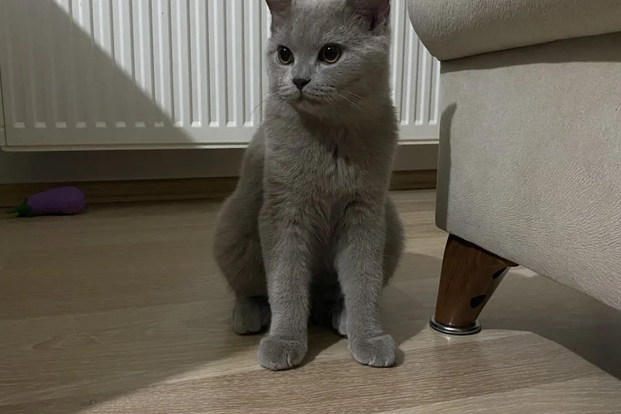 5 aylık british shorthair oğlumuz sahiplendirilecektir 2
