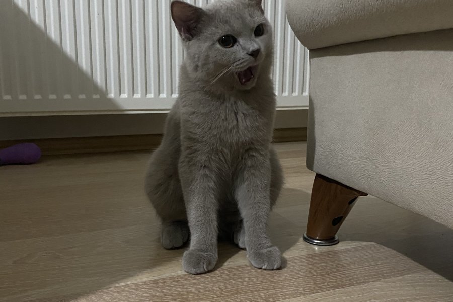 5 aylık british shorthair oğlumuz sahiplendirilecektir 1
