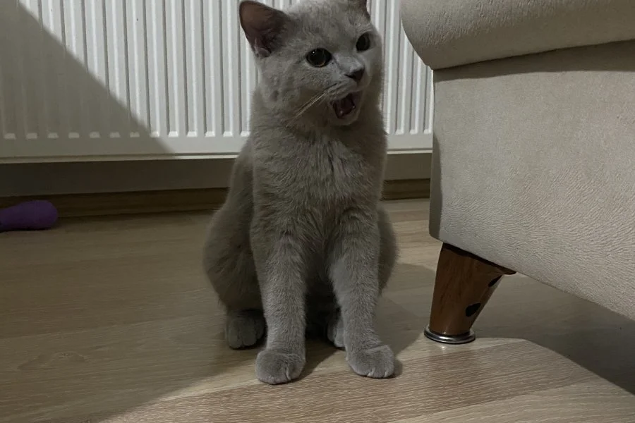 5 aylık british shorthair oğlumuz sahiplendirilecektir 1