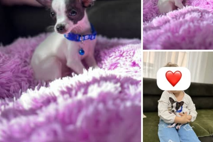 Sevimli Chihuahua Yavrumuz Yuva Arıyor 2