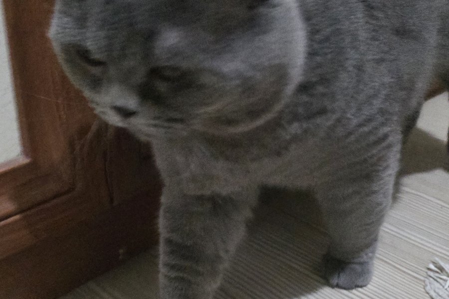 British Shorthair Sahiplendiriyoruz 3