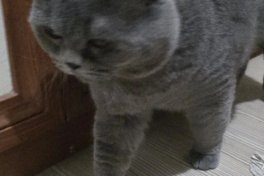 British Shorthair Sahiplendiriyoruz 3