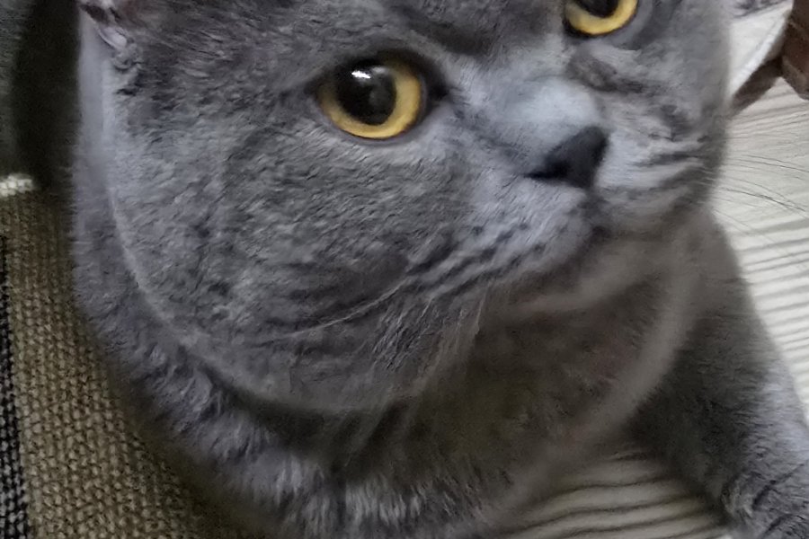 British Shorthair Sahiplendiriyoruz 2