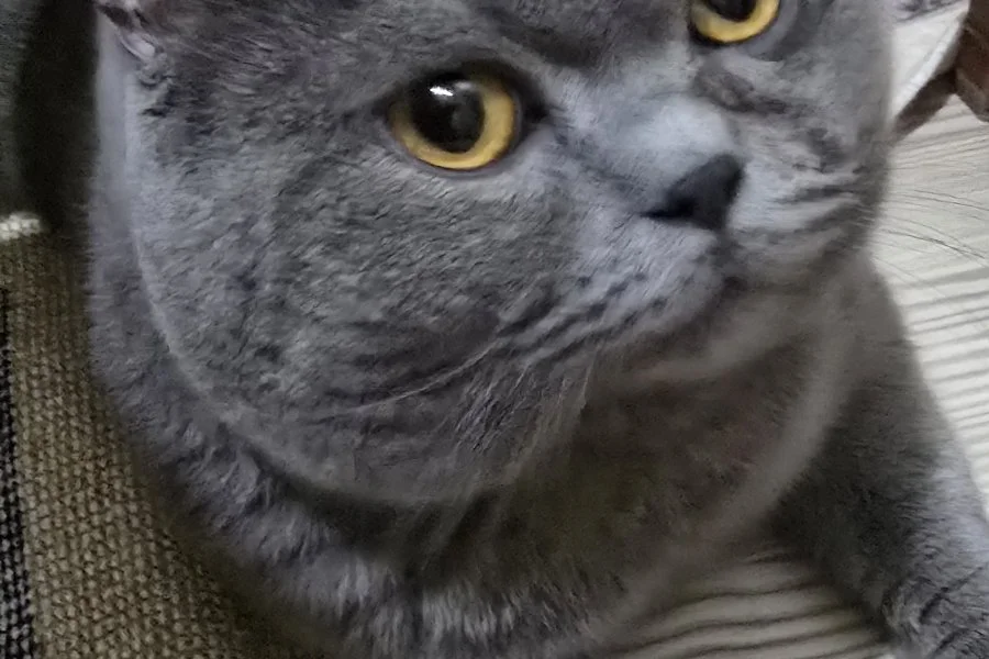 British Shorthair Sahiplendiriyoruz 2