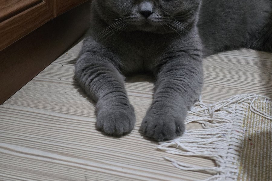 British Shorthair Sahiplendiriyoruz 1