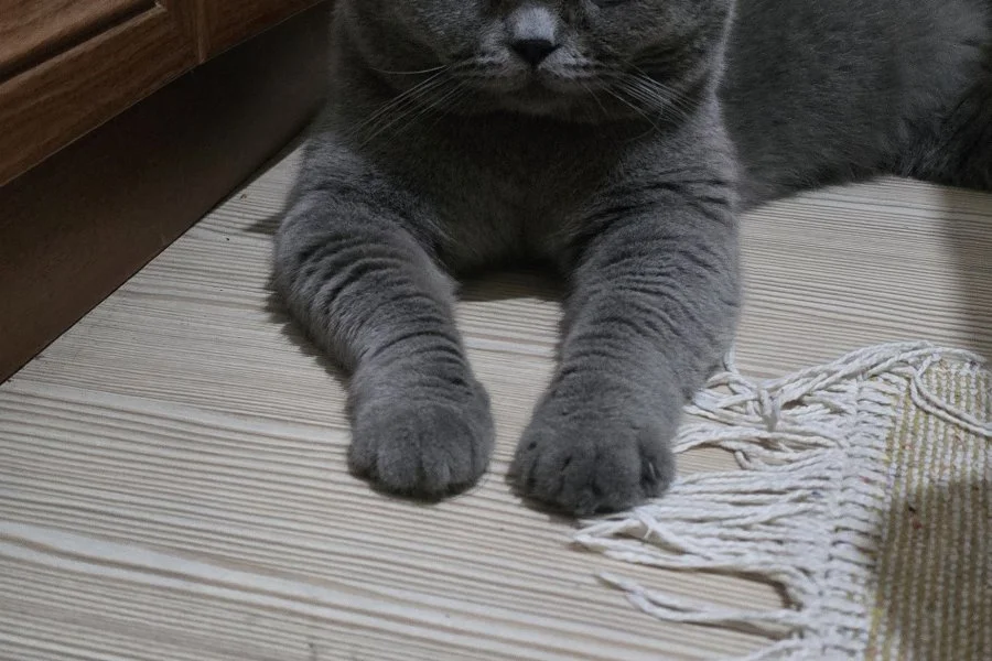British Shorthair Sahiplendiriyoruz 1