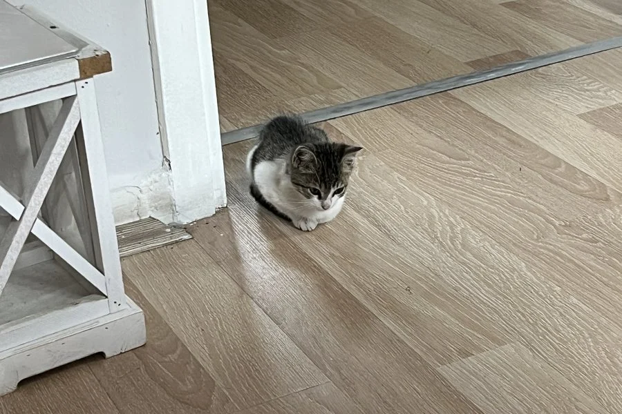 Tekir Kedi Sahiplendirme 3