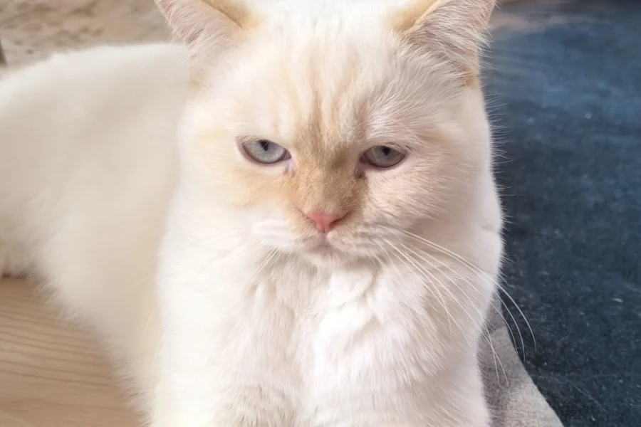 Erkek british kedi 2