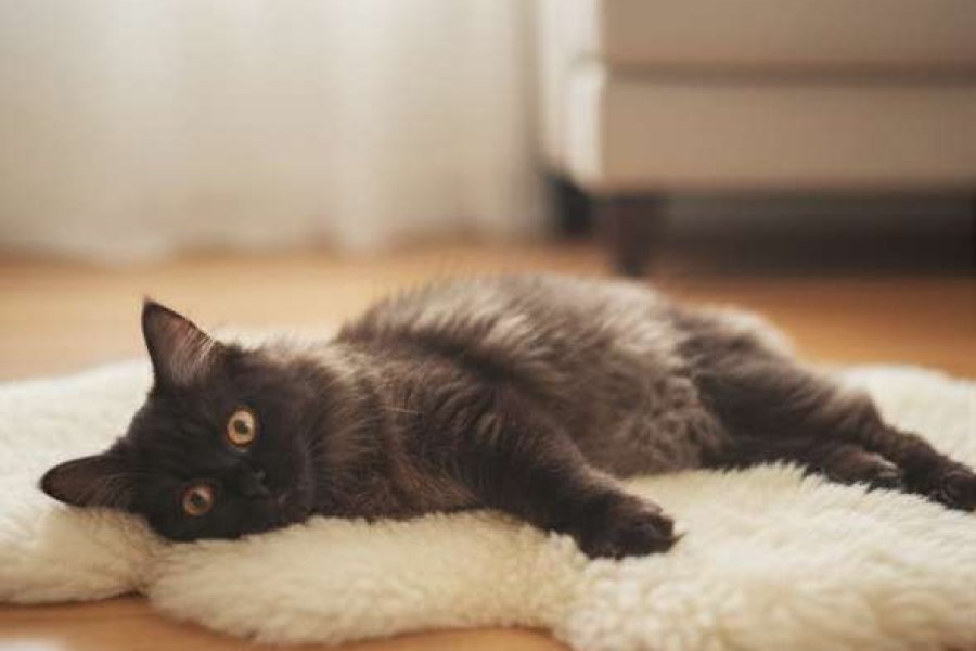 British Longhair (Koyu Kahve, 4 Aylık) 3