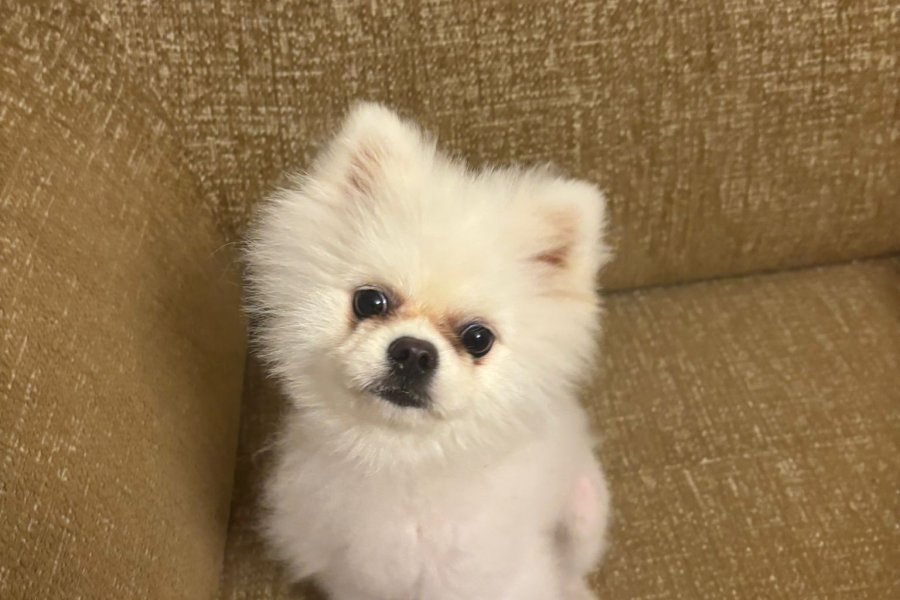 10 Aylık Erkek pomeranian 1