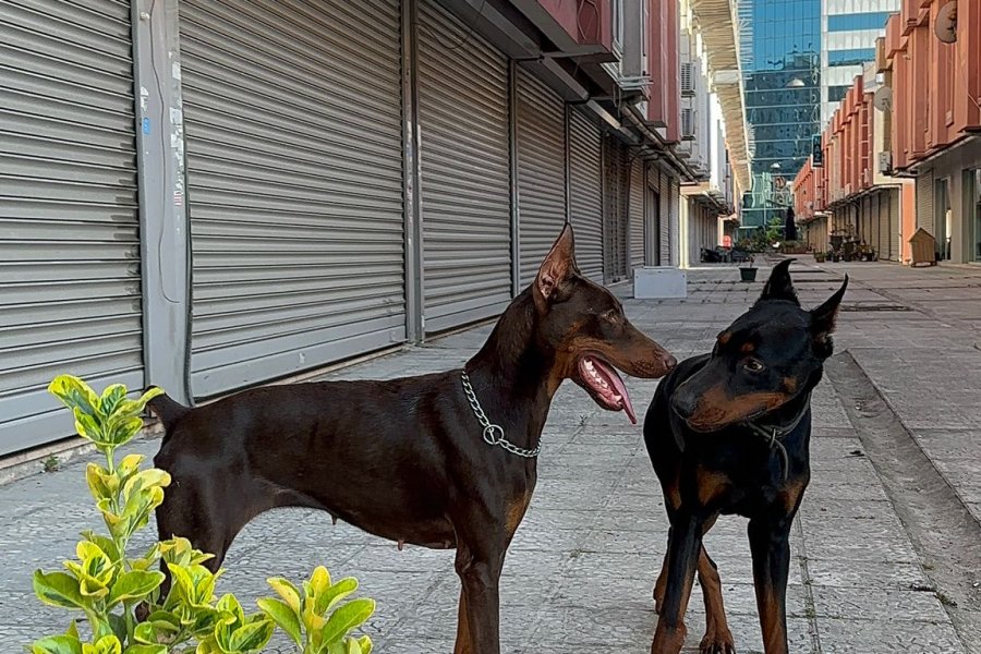 Safkan Doberman Bebekler 1