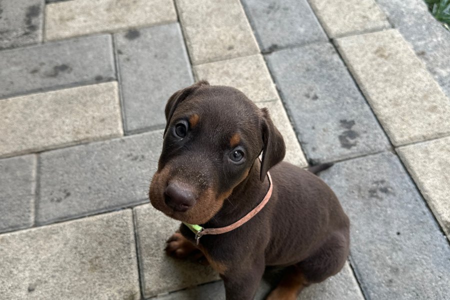 Safkan Doberman Bebekler 3