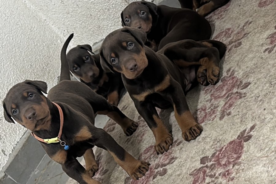 Safkan Doberman Bebekler 2