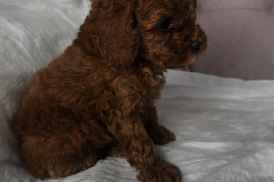 2 aylık erkek toypoodle 2