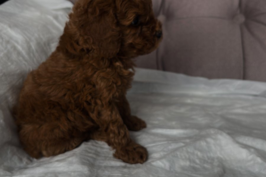 2 aylık erkek toypoodle 3