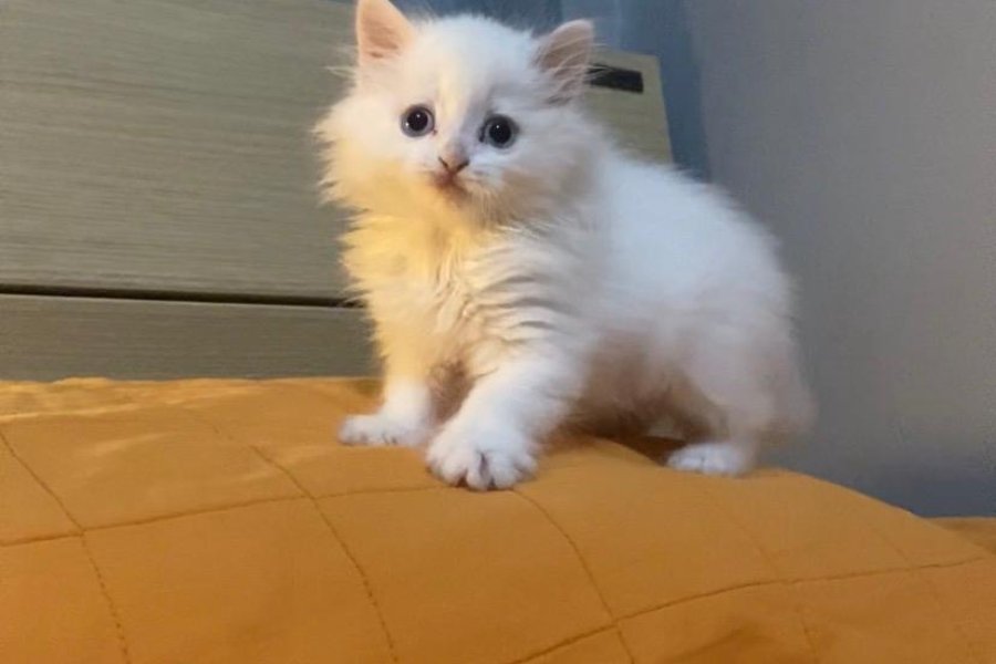 Sevimli British Longhair Yavrumuza Sıcak Bir Yuva 1