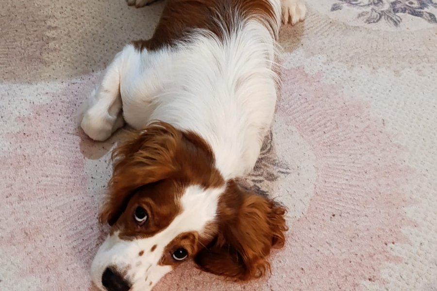 Cavalier King Charles Sahiplendirme 1