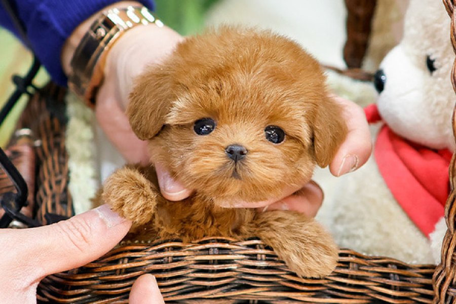 Minnos Toy Poodle Bebeklerimiz 1