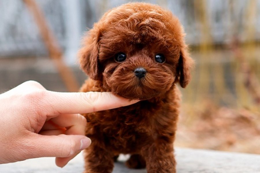 SUPER STAR TOY POODLE YAVRULARIM 2