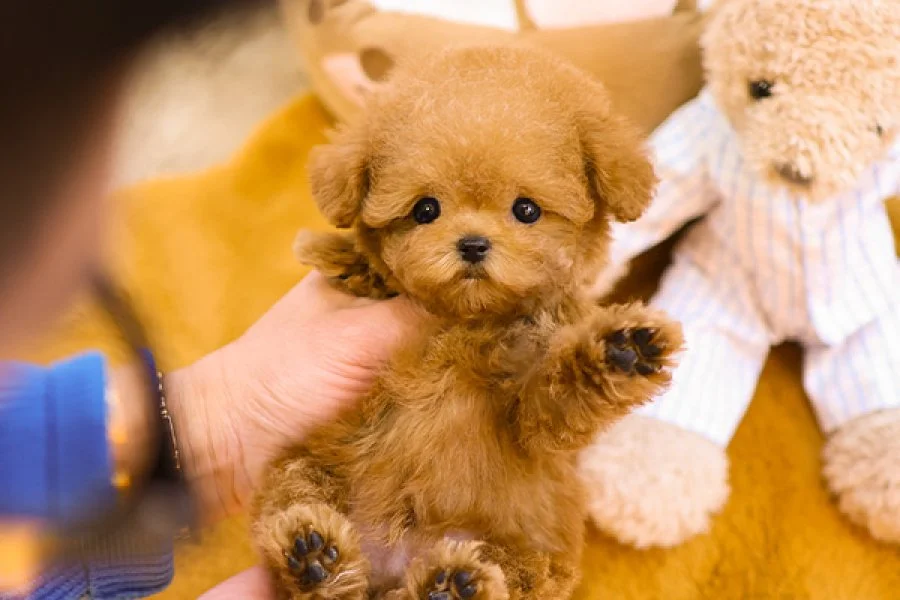 KOREAN TOY POODLE YAVRULARIM 2