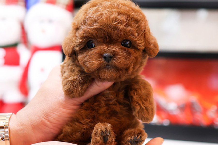 Orjinal toy poodle bebeklerimiz 1