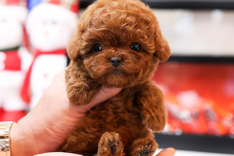 Orjinal toy poodle bebeklerimiz 1