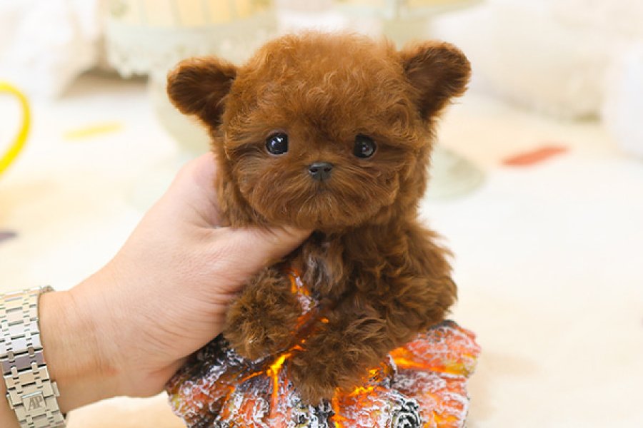 En özelini isteyenler icin burdayiz toy poodle cocuklarim 1