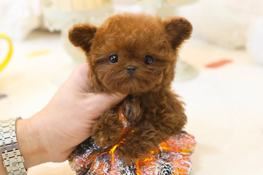 En özelini isteyenler icin burdayiz toy poodle cocuklarim 1