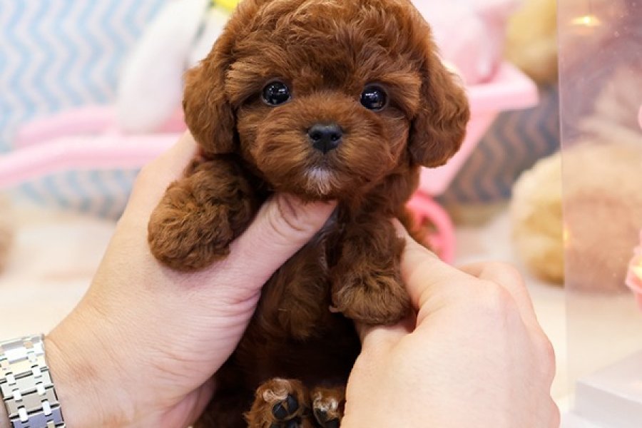 SECKIN VE OZEL TOY POODLE BEBEKLERIMIZ 3