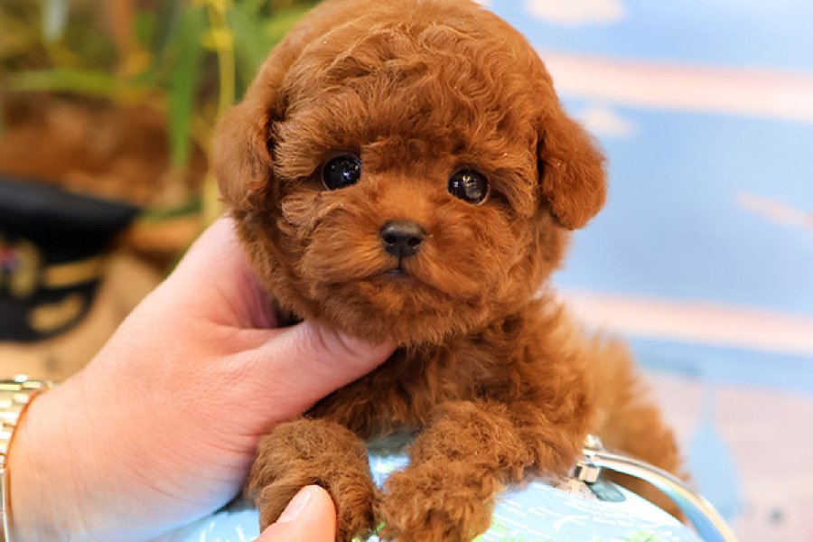 YILDIZIMIZ ARTIK SIZLERLE KORE TOY POODLE YAVRUMUZ 1